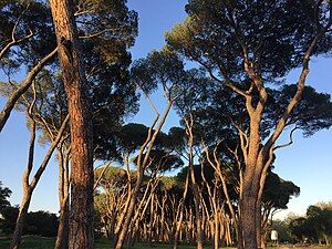 Siete Hermanas pinus forest.