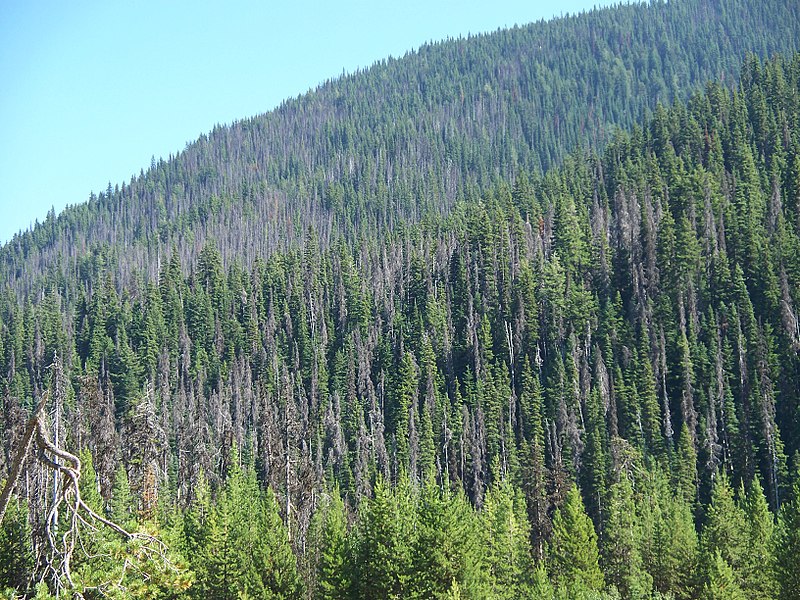 File:Pine Beetle in Manning Park.jpg