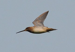 In flight