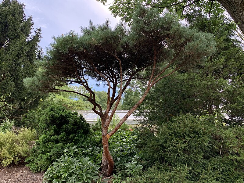 File:Pinus sylvestris 'Watereri'.jpg