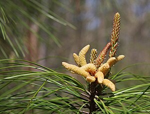 Pine: Genus of plants in the conifer family Pinaceae