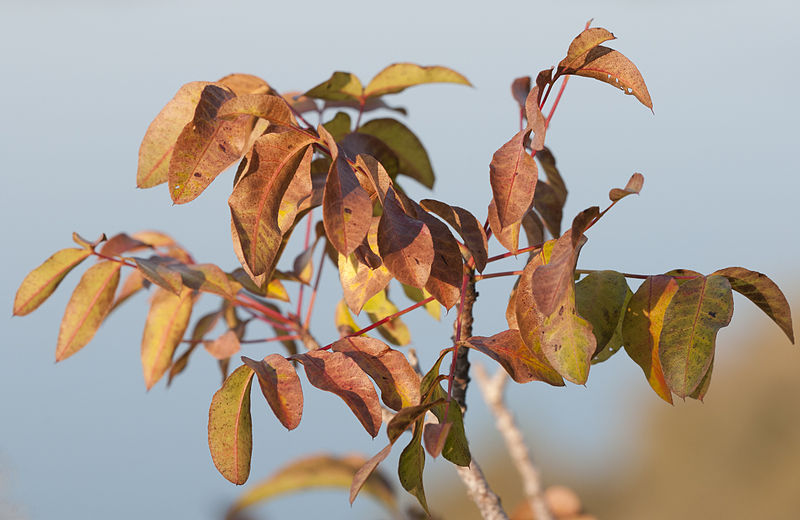 File:Pistacia terebinthus 01.jpg