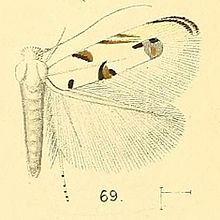 Pl.6-obr.69-Crobylophora metallifera (Walsingham, 1891) (Microthauma) .jpg