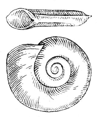 <i>Planorbis carinatus</i> Species of gastropod