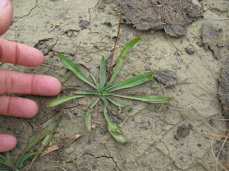 File:Plantago lanceolata plant7 (14755980689).jpg