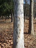 Thumbnail for File:Platanus occidentalis trunk.JPG