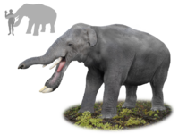 Platybelodon.png