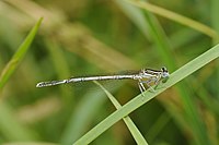 Agrion à larges pattes.