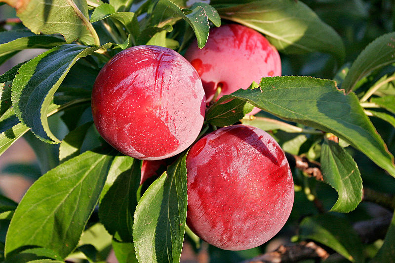 File:Plums early morning.jpg