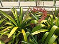 Aechmea bracteata