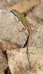 A mainland phenotype of Italian wall lizard with a lighter green-brown coloration