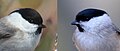 Sýkorka čiernohlavá (vľavo) a sýkorka hôrna vpravo, sýkorka hôrna má lesklú čiernu farbu na hlave, má menšiu a ostro ohraničenú čiernu škvrnu na brade.