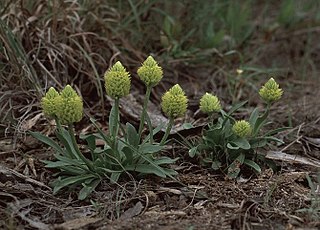 <i>Polygala nana</i> Species of flowering plant