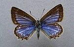 Polyommatus daphnis – Weibchen