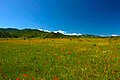 Poppy steppe - panoramio.jpg