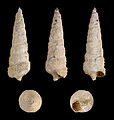 * Nomination Shell of a Pliocene gastropod, Potamides tricinctus --Llez 05:46, 26 February 2013 (UTC) * Promotion Good quality. --JLPC 18:13, 26 February 2013 (UTC)