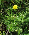 flower, flower buds, leaves  