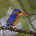 * Nomination Príncipe malachite kingfisher (Corythornis cristatus nais) --Charlesjsharp 10:03, 12 November 2021 (UTC) * Promotion  Support Good quality. --Carsten Steger 21:47, 13 November 2021 (UTC)