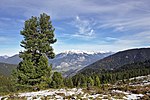 Magnificent Swiss stone pine above the Seigesalpe