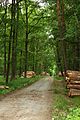 Čeština: Klánovický les, připravené dříví na odvoz, Praha, CZ English: Chopped wood in Klánovický les forest ready to be shipped to some sawmill, Prague, CZ