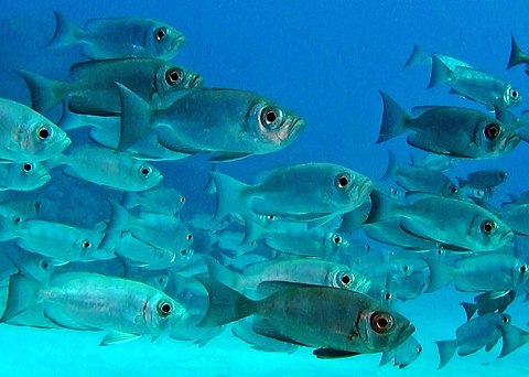 A shoal of Crescent-tail Bigeyes
