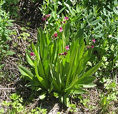 Description de l'image Primula parryi.jpg.