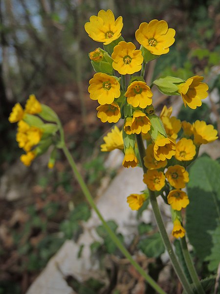 File:Primula veris (26313329855).jpg