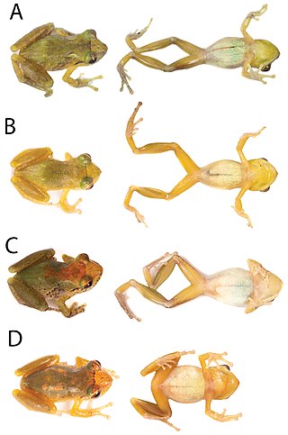 <i>Pristimantis petersi</i> Species of amphibian