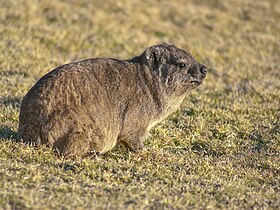 Procavia capensis.jpg