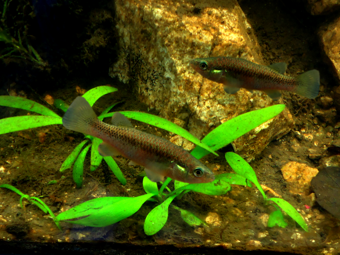 Profundulus oaxacae