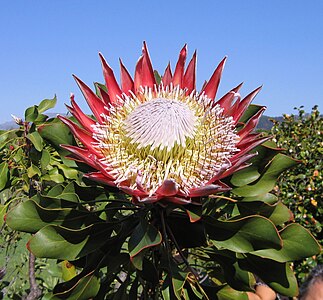 The King Protea, Protea cynaroides in Stellenbosch