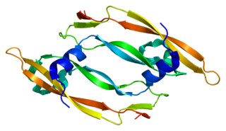 <span class="mw-page-title-main">Vascular endothelial growth factor B</span>