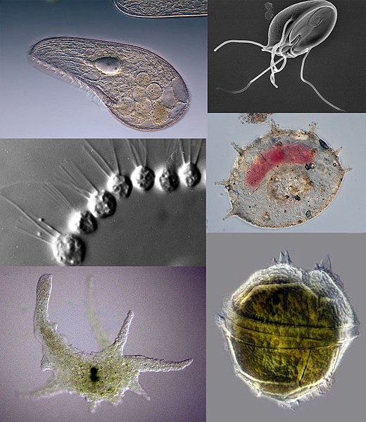 Файл:Protozoa collage 2.jpg