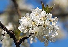 サクラ: 概要, 野生種の分類, 種間雑種