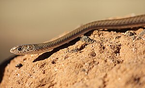 Psammophis brevirostris 1.jpg