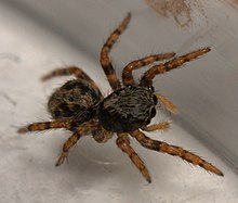 Pseudeuophrys.lanigera.juvenile.1.jpg