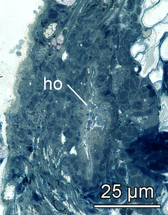 A microphoto of Hancock's organ (ho) of a sea slug Pseudunela marteli. Pseudunela marteli 4.png