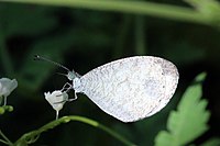 Leptosia Nina