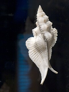 <i>Pterynotus</i> Genus of gastropods