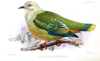Silver-capped fruit dove