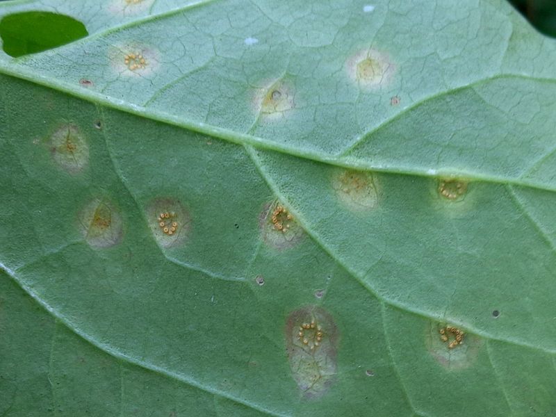 File:Puccinia convolvuli 02.JPG