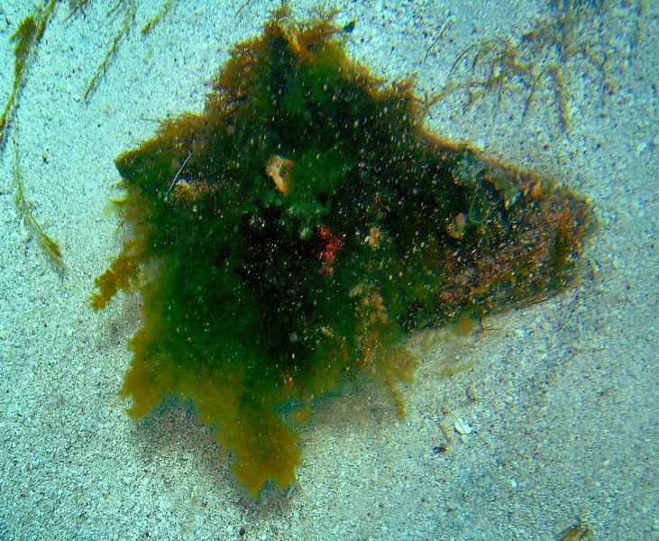 File:Queen Conchs are often disguised with weed.jpg