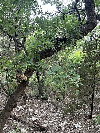 <i>Quercus laceyi</i> Species of oak tree