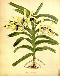 plate 290 Vanda cristata