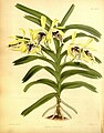 Vanda cristata Plate 290 in: R.Warner - B.S.Williams: The Orchid Album (1882-1897)