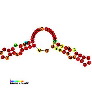 <span class="mw-page-title-main">P27 cis-regulatory element</span>