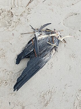 Raven skeleton with feathers