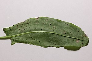 Puccinia acetosae on common sorrel