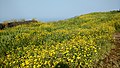 Senecio bombayensis---Sonki