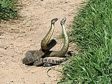 Serpente a sonagli Dance 02.jpg